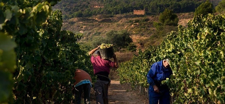 Leidenschaft für genossenschaftlichen Weinbau